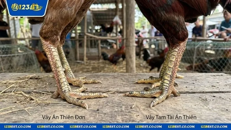 So sánh hình dáng vảy án thiên 3 và vảy tam tài án thiên trên chân chiến kê